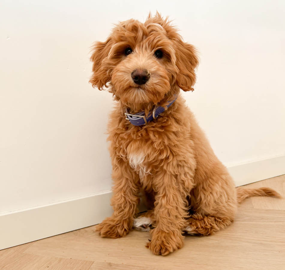 Puppy labradoodle