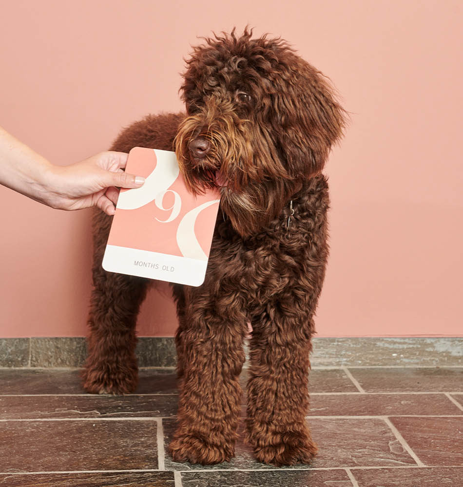 Puppy with milestone card