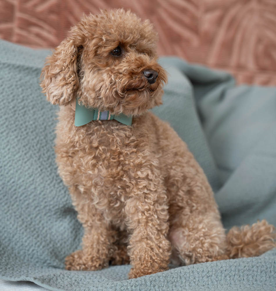 Dog sitting on couch