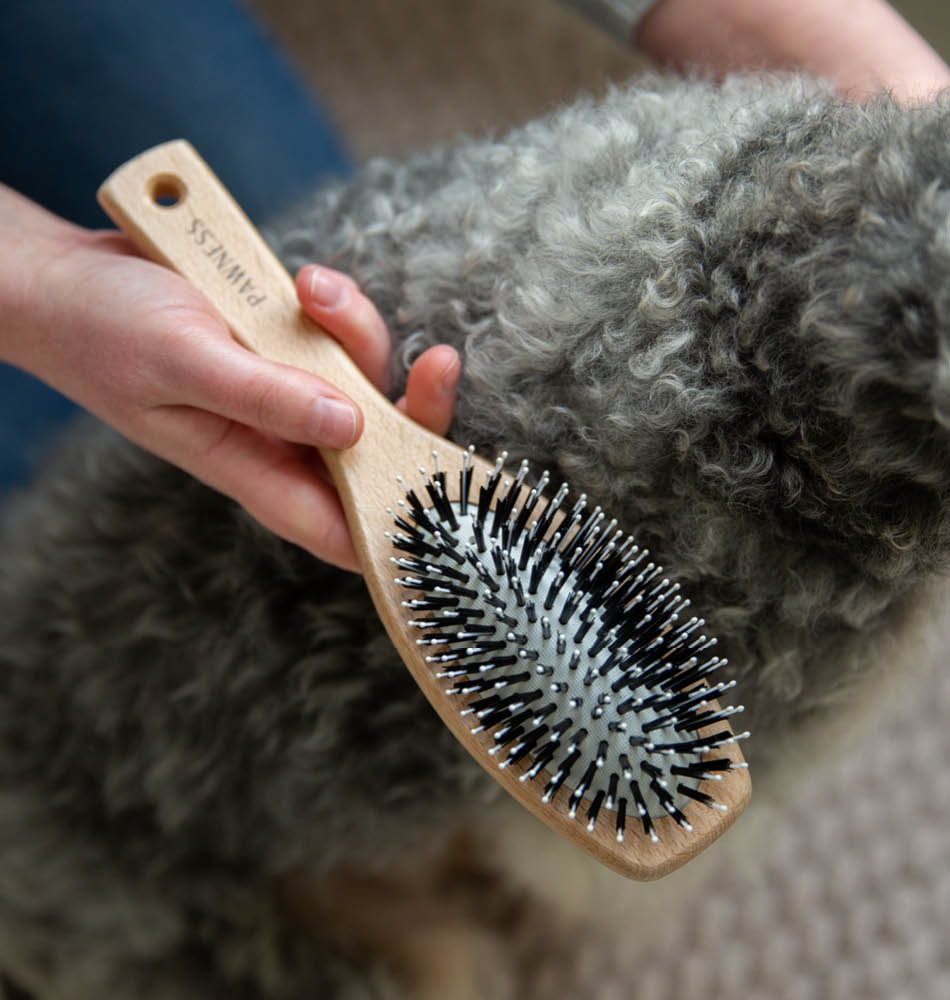 Brush coat dog