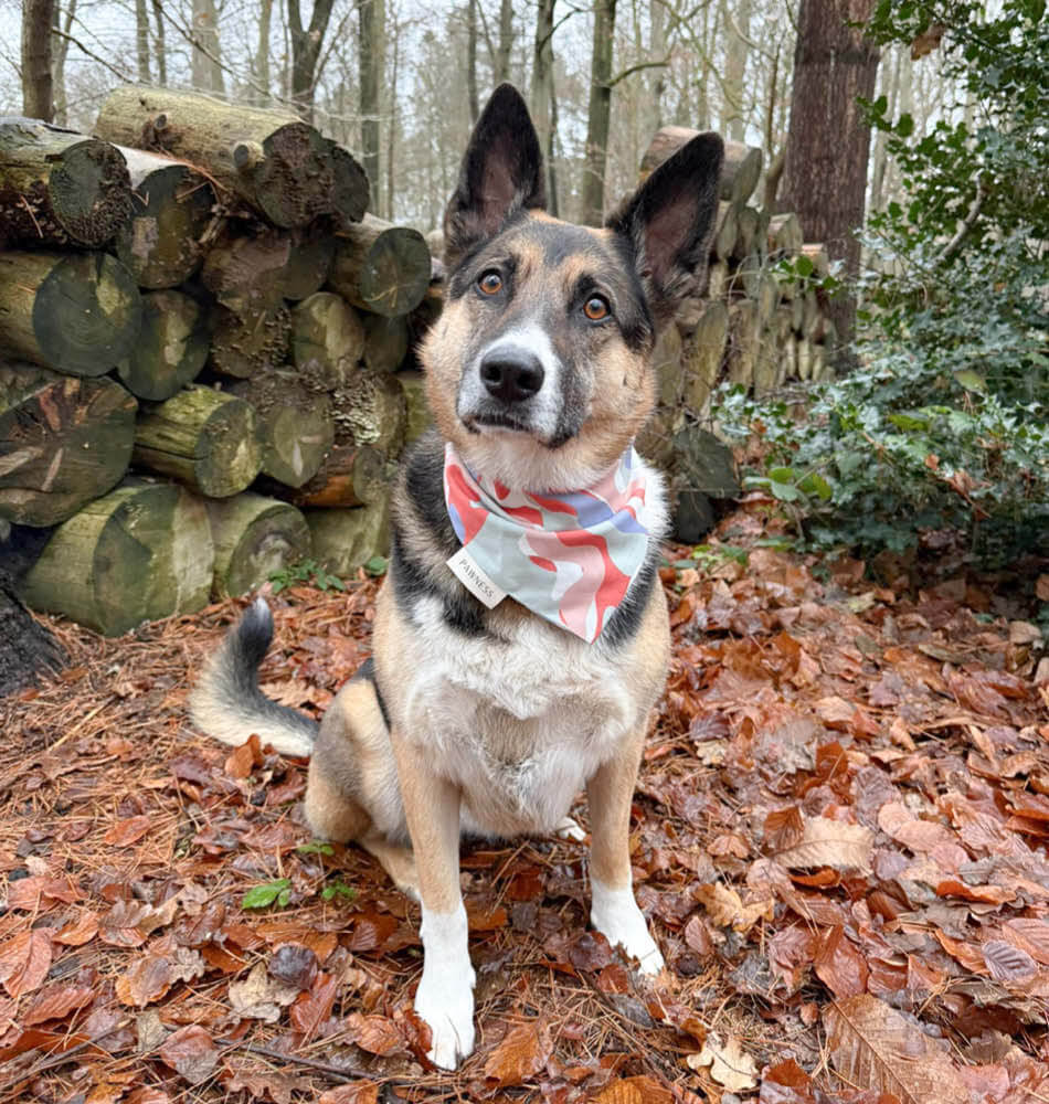 Pippa in the woods