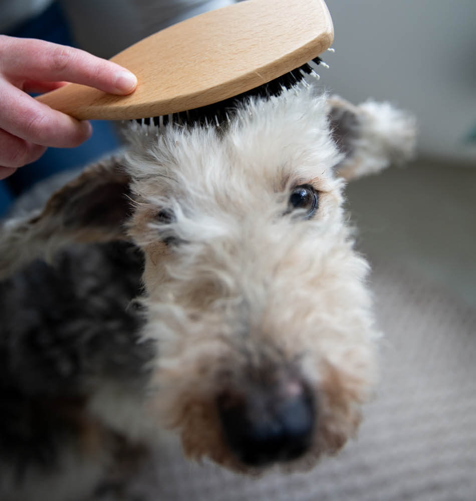 Brush coat dog