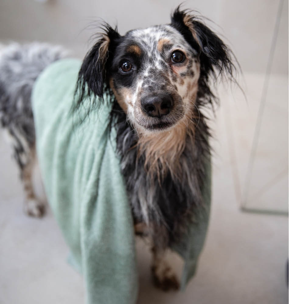 Dog after bathtime