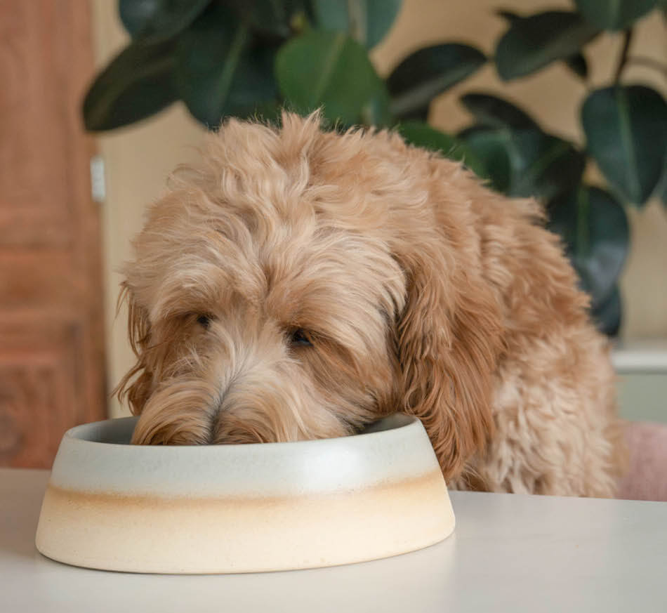 Dog eating from slow feeder for shiny coat