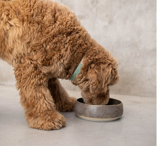 Slobber and Sip Collection_dog eats from bowl