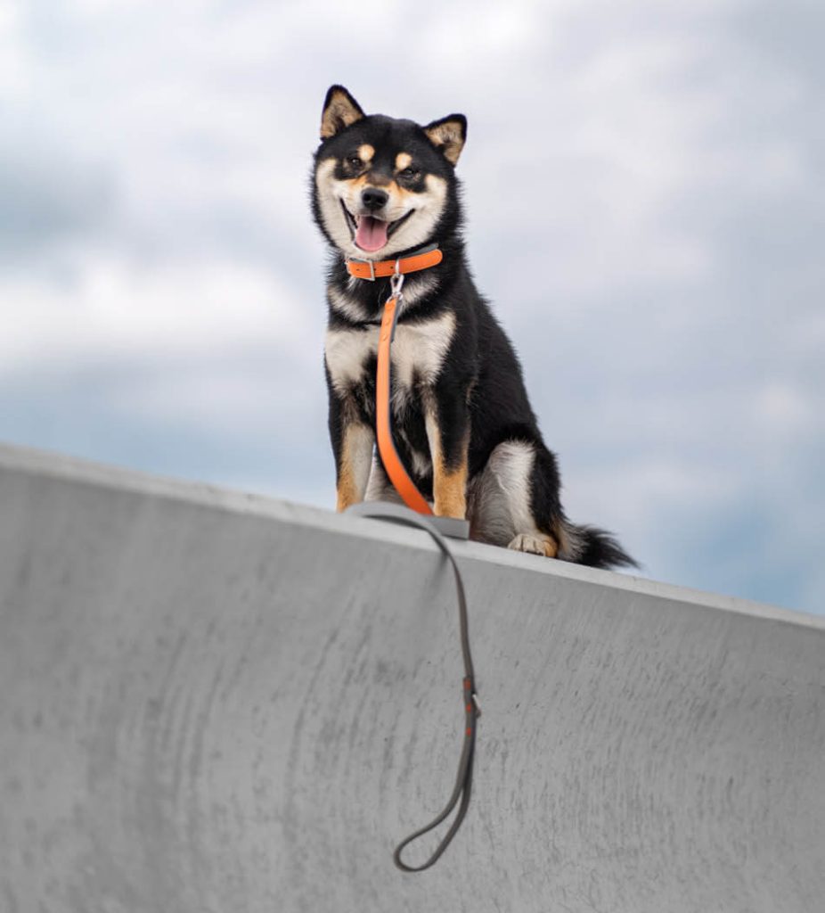 Bob on a wall