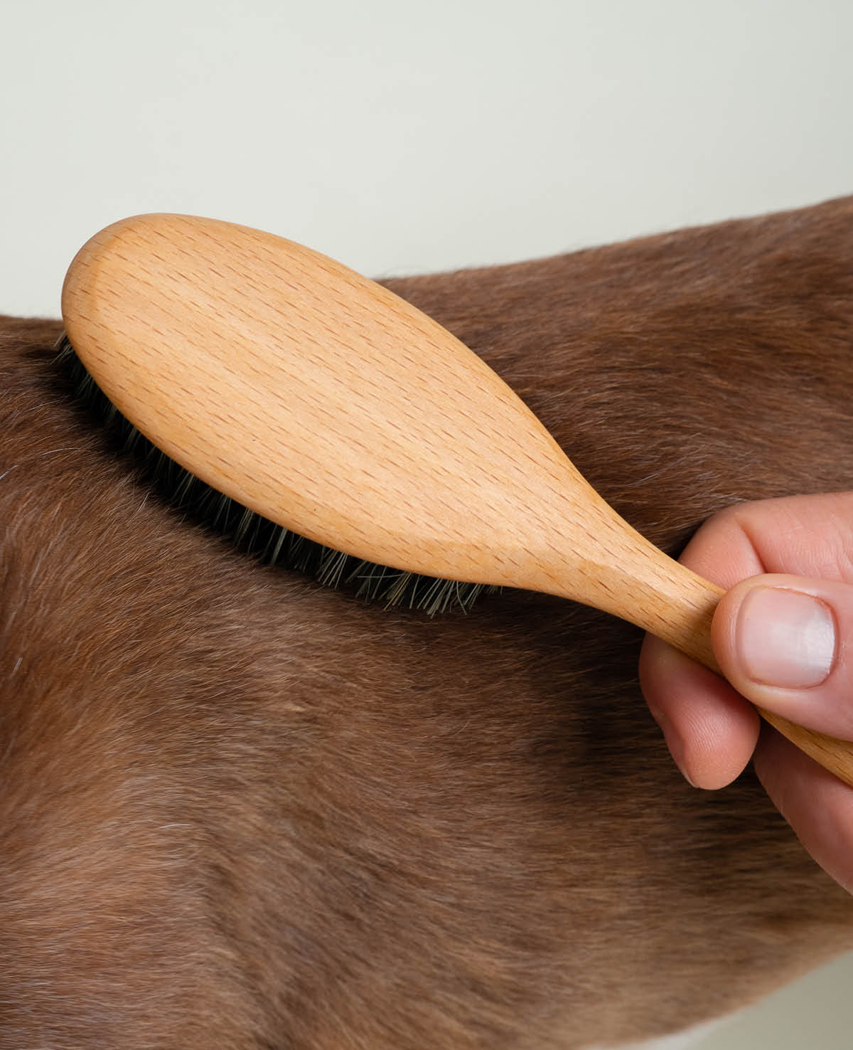 Short hair brush and dog