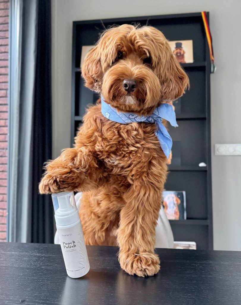 Frenkie and Pooch Polish