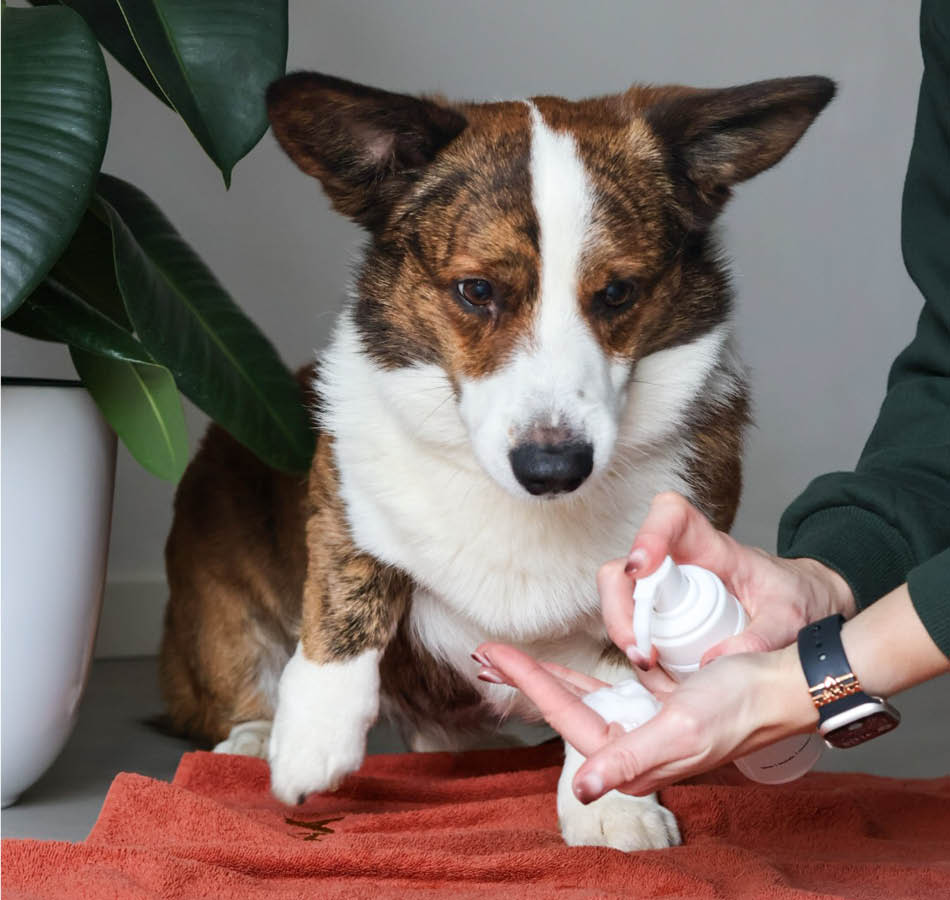 Yoshi and Pooch Polish