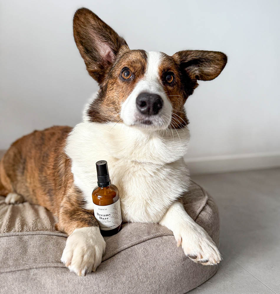 Yoshi and dreamy daze