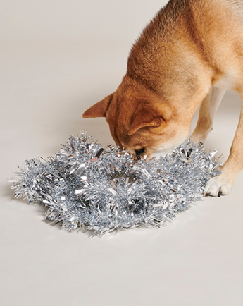 BLOGPOST IMAGE_Cadeaugids voor hondenliefhebbers- de top 5 Pawness musthaves voor de feestdagen_Mobile and desktop & top image on mobile above copy