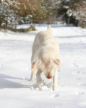 BLOGPOST IMAGE_Poten hond beschermen tegen zout in de winter (en wat te doen na een wandeling)_Mobile and desktop & top image on mobile above copy
