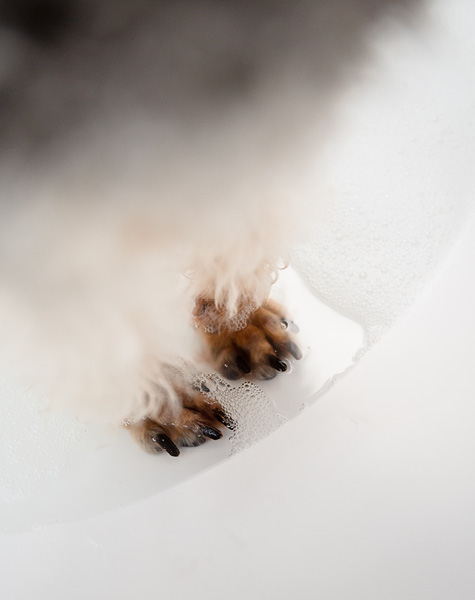 Waarom moet je een vervilte hond nooit wassen en hoe kun je dat voorkomen?
